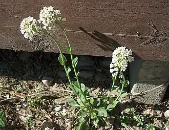 Яруточка сизоватая (Noccaea caerulescens)