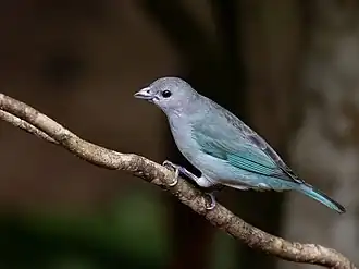 Синекрылый траупис (Бертиога, штат Сан-Паулу, Бразилия)