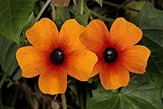 Thunbergia alata 'Arizona Glow'