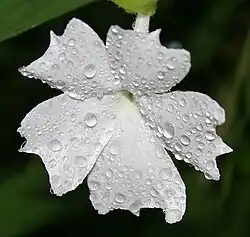 Тунбергия душистая