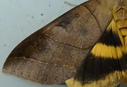 Крылья и брюшко Thyas coronata. На&nbsp;переднем крыле различимо укрупнённое почковидное пятно.