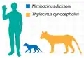 Сравнение размеров Nimbacinus dicksoni (синий) и Thylacinus cynocephalus (оранжевый)