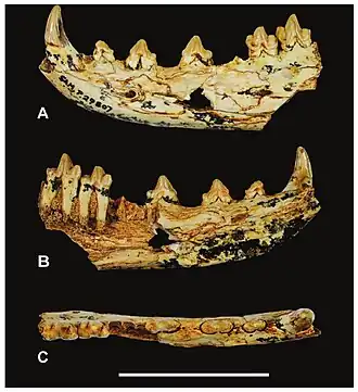 Голотип в трех ракурсах