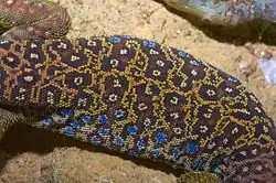 Орнамент на теле глазчатой ящерицы (Timon lepidus)