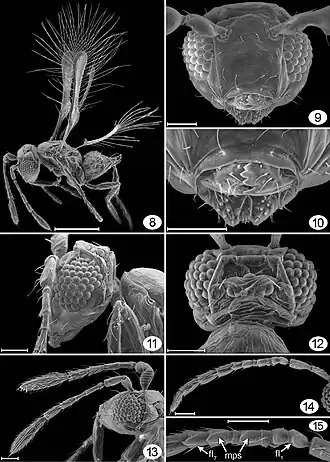 Tinkerbella nana Самка (8-13) и самец (14, 15): 8&nbsp;— вид сбоку, 9&nbsp;— голова спереди, 10&nbsp;— ротовые части, 11&nbsp;— голова + пронотум, 12&nbsp;— голова дорсально, 13 голова + усики сбоку, 14&nbsp;— усик, 15 — части усика. Шкала = 20 μm (на рис. 8 = 100 μm).