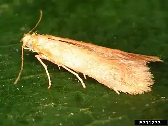 Tischeria ekebladella