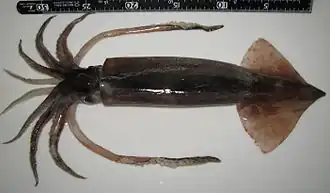 Тихоокеанский кальмар