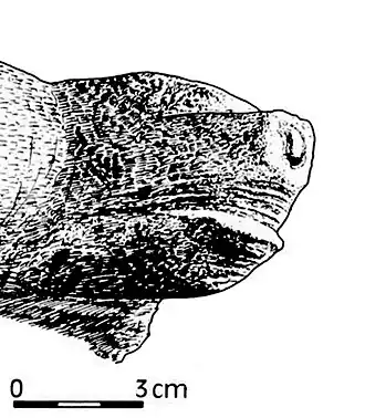 Фигурка головы медведя, вырезанная из второго позвонка шерстистого носорога. Стоянка Толбага, 34 860 лет до н. э.