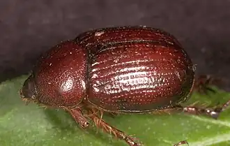 Tomarus gibbosus