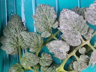 Мучнистая роса томатов. Возбудитель Oidium lycopersici