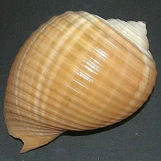 Раковина, вид сверху