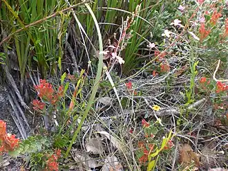 Флора парка