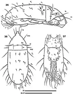 Torpacarus eidikoterai