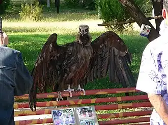 Чёрный гриф в Ташкентском зоопарке. 2007 год