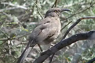 Пятнистый кривоклювый пересмешник