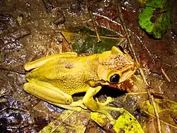 Равнинный панцирноголов