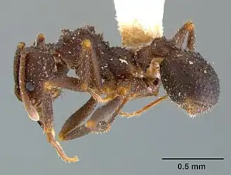 Рабочий Trachymyrmex smithi
