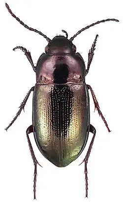 Trachypachus gibbsii