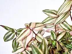 Вариегатный культивар Tradescantia zebrina 'Danny Lee'