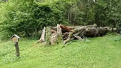 Остатки дуба