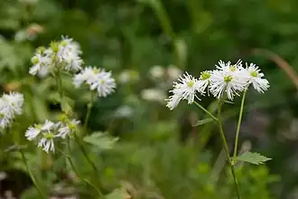 Trautvetteria caroliniensis