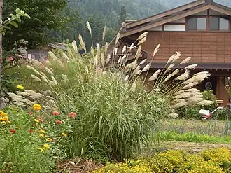 Miscanthus sinensis