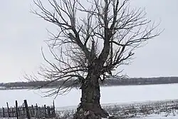 Дерево на берегу Ахтубы