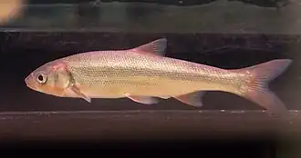 Tribolodon hakonensis