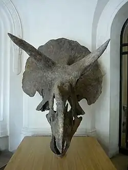 Череп трицератопса в помещении института.