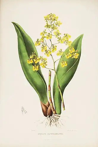 Trichocentrum cavendishianum (syn. Oncidium cavendishianum)