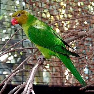 Желтоголовый лорикет
