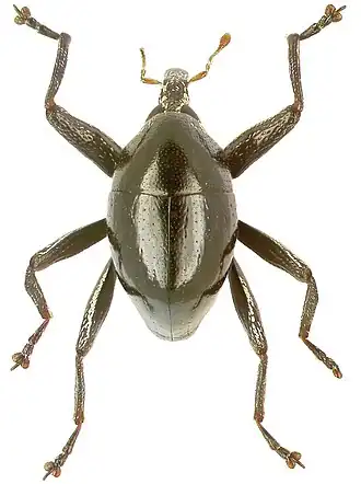 Trigonopterus agilis