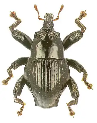 Trigonopterus angulatus