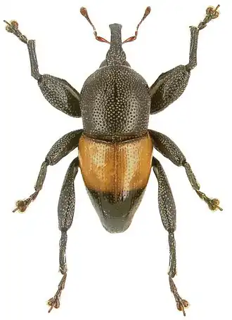 Trigonopterus apicalis
