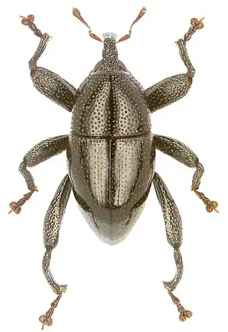 Trigonopterus armatus