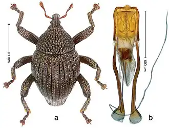 Trigonopterus batukarensis