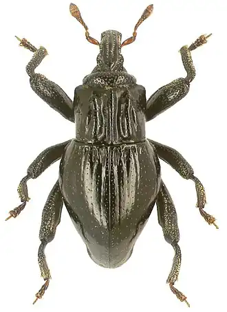 Trigonopterus costicollis