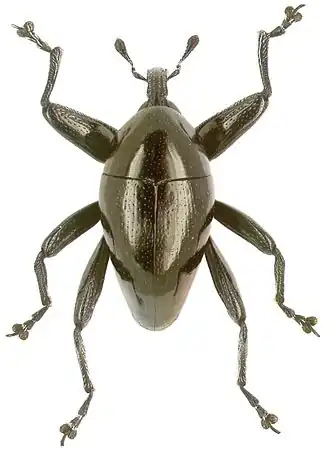 Trigonopterus cuneipennis
