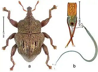 Trigonopterus cupreus