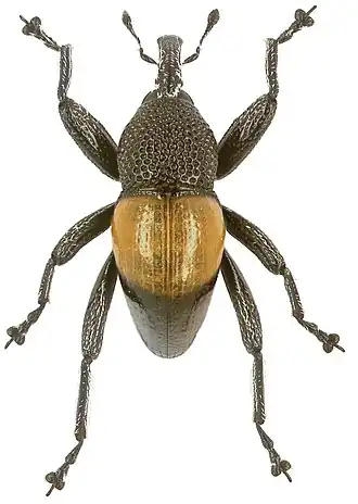 Trigonopterus helios