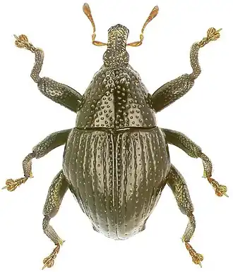 Trigonopterus hitoloorum