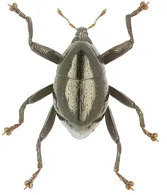 Trigonopterus imitatus