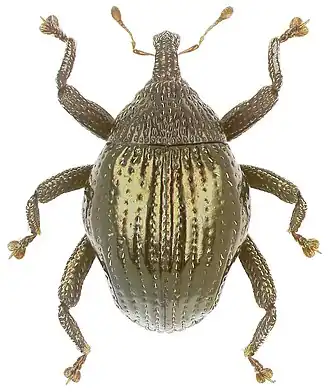 Trigonopterus inflatus