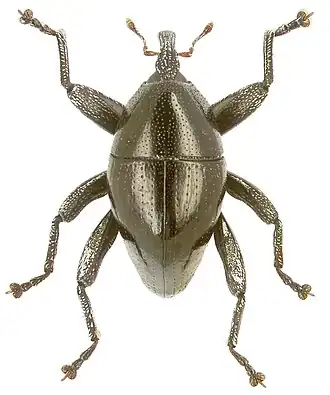 Trigonopterus insularis
