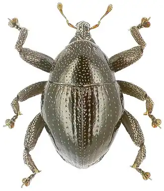 Trigonopterus ixodiformis
