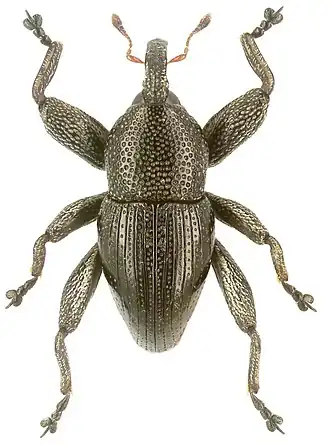 Trigonopterus lineellus