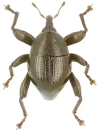 Trigonopterus montivagus