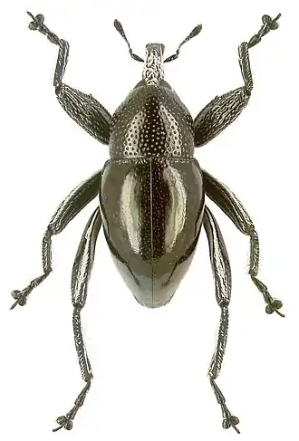 Trigonopterus moreaorum