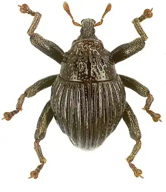 Trigonopterus sulcatus