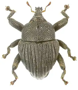 Trigonopterus tridentatus